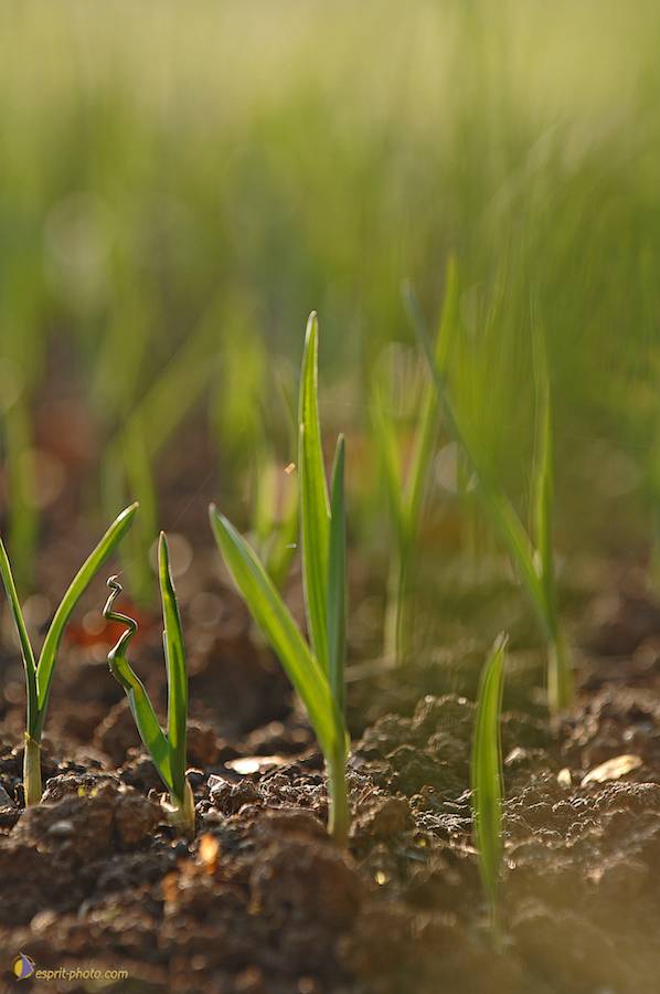 Nom de l'image : D2214025_1_(c)Norbert-JUNG — Description :